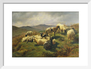 Sheep in the Highlands print