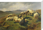Sheep in the Highlands print