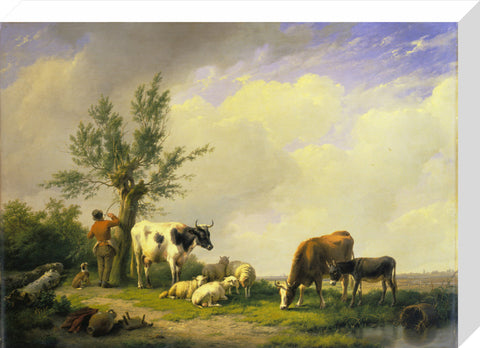 Sheep and Cows print