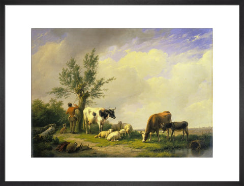 Sheep and Cows print